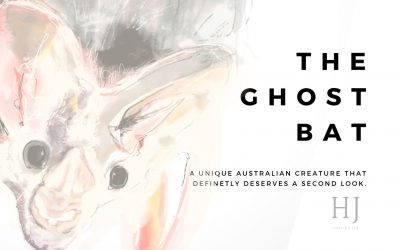 The Ghost Bat – Rare Australian Animals